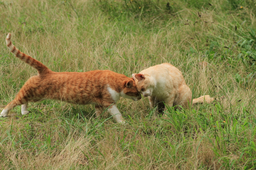 公園猫23