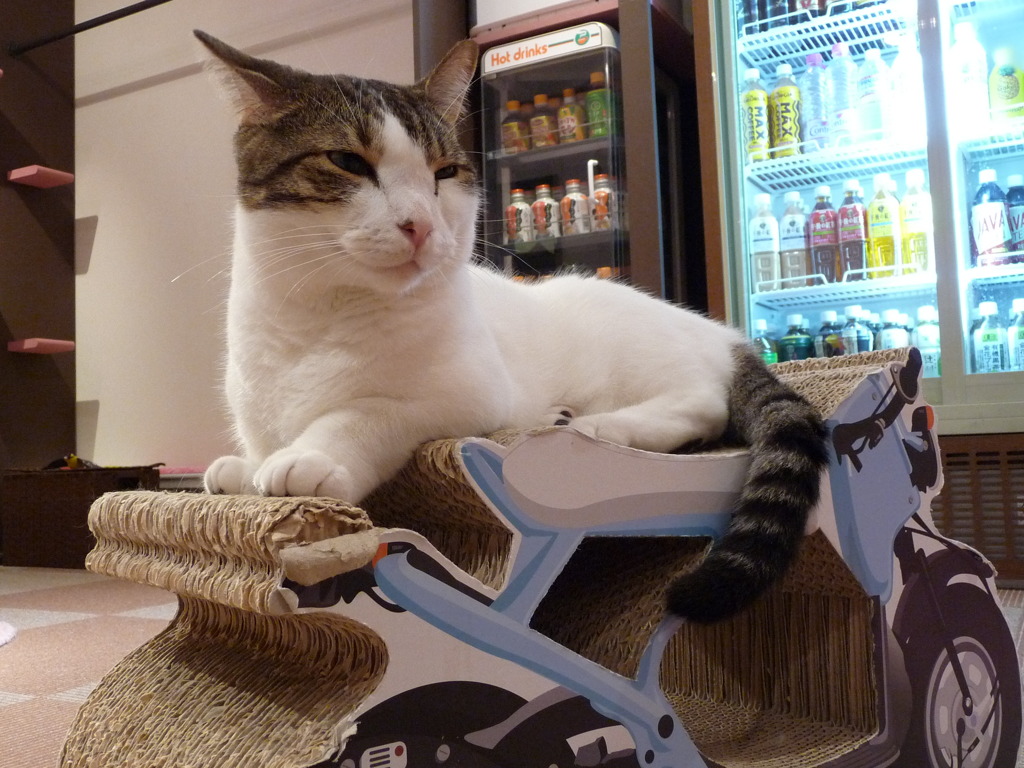 カフェ猫4