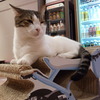 カフェ猫4