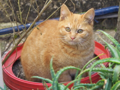 通りすがり猫200