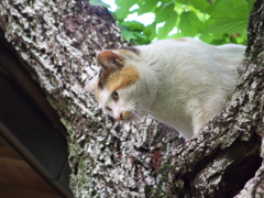 通りすがり猫174