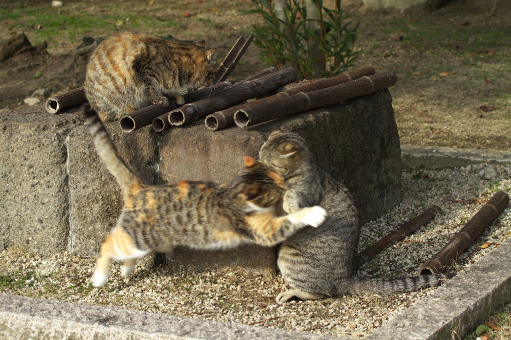 尾道猫59