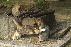 尾道猫59