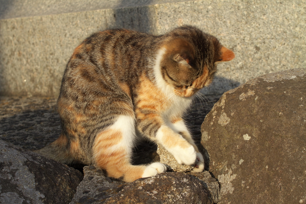 尾道猫52