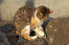 尾道猫52