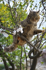 尾道猫37