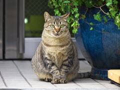 通りすがり猫180