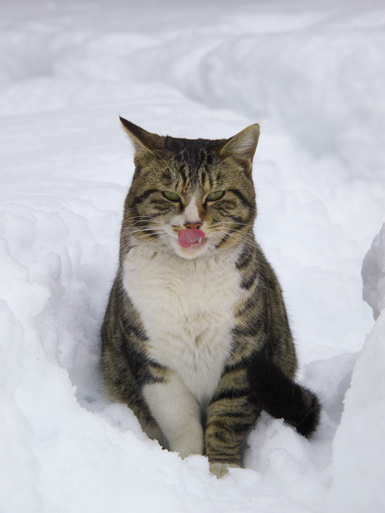 神社猫135