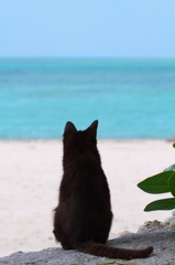南の島猫30