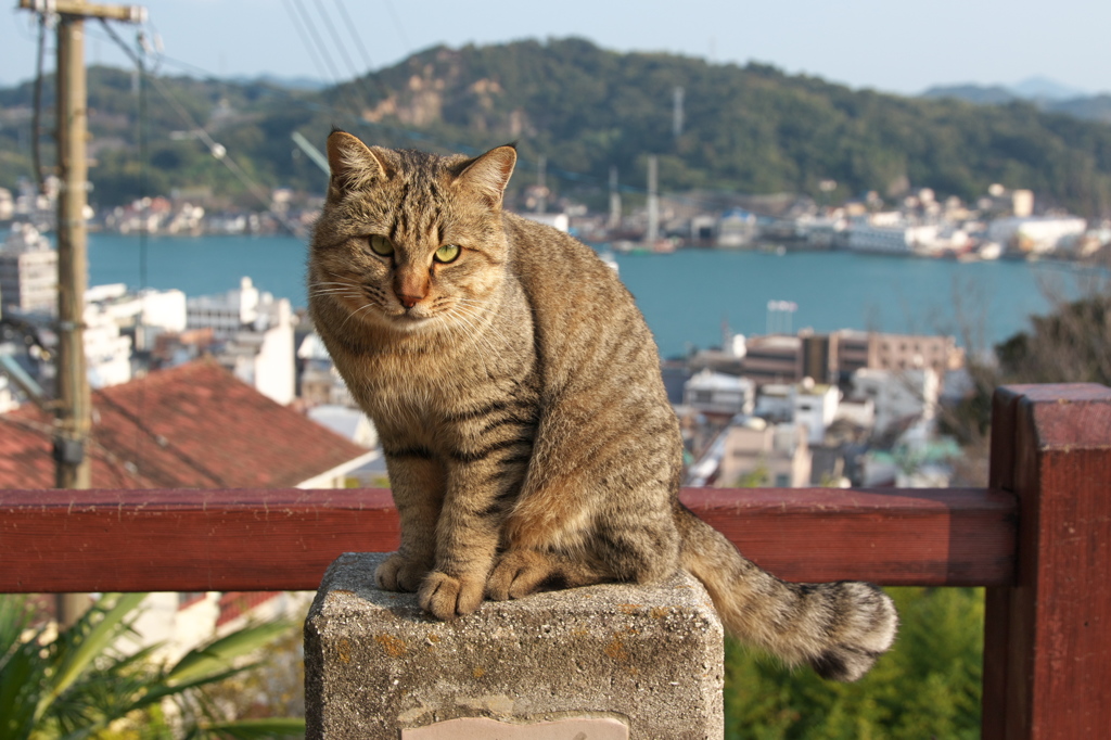 尾道猫144