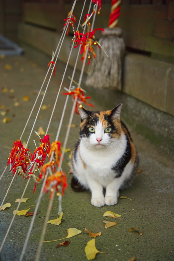 神社猫115