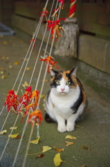 神社猫115