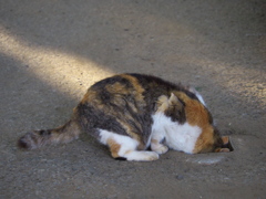 公園猫118