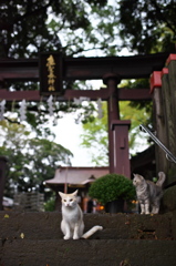 神社猫108