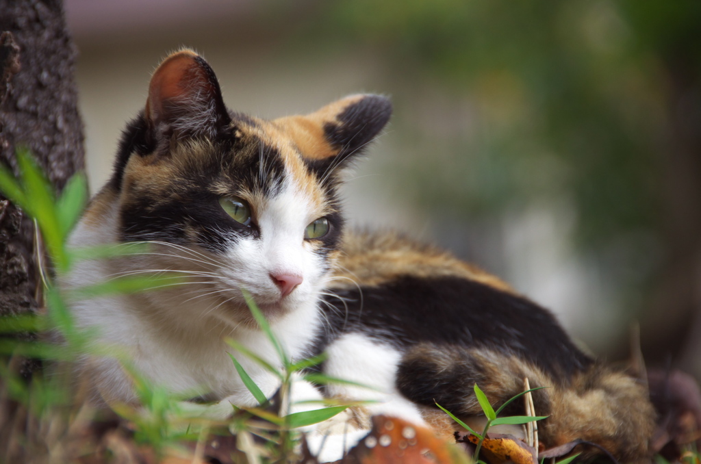 神社猫25