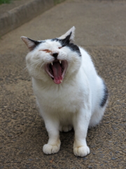 公園猫99