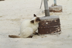 南の島猫38