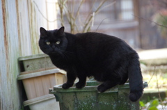 通りすがり猫69