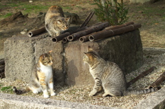 尾道猫56