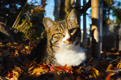 神社猫70