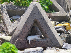 A島猫02