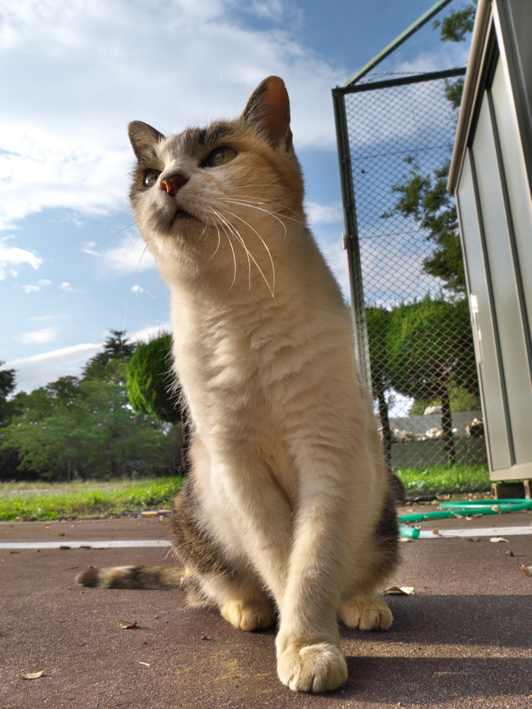 公園猫141
