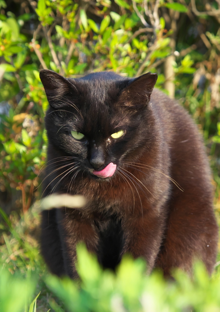 海浜猫23