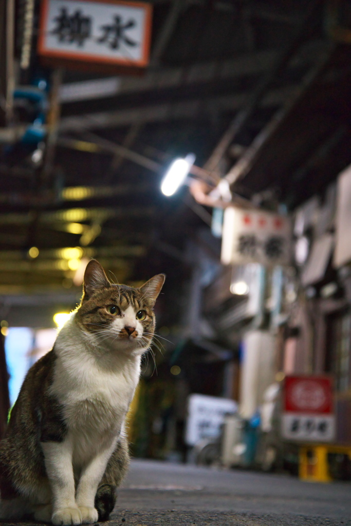 通りすがり猫144