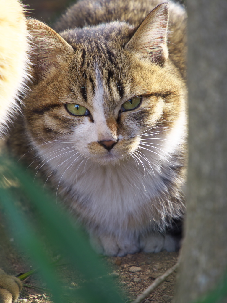 通りすがり猫265