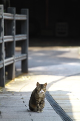 通りすがり猫236