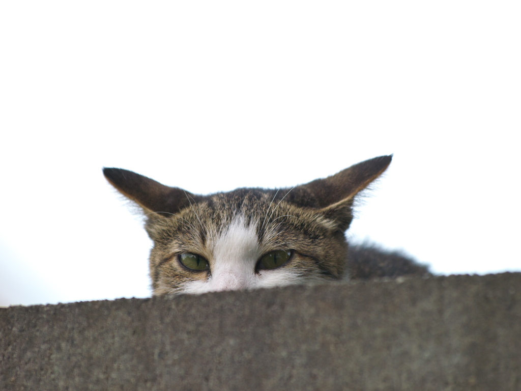 通りすがり猫109