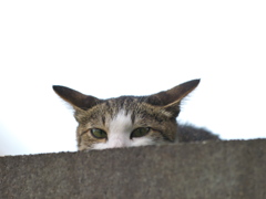 通りすがり猫109