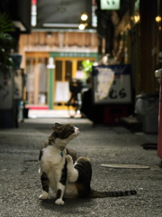 通りすがり猫116