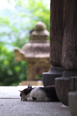 尾道猫66