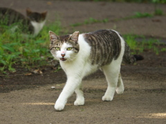 S公園猫04