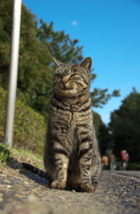 海浜猫15