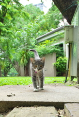 アジア猫25