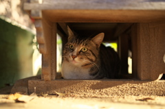 神社猫140