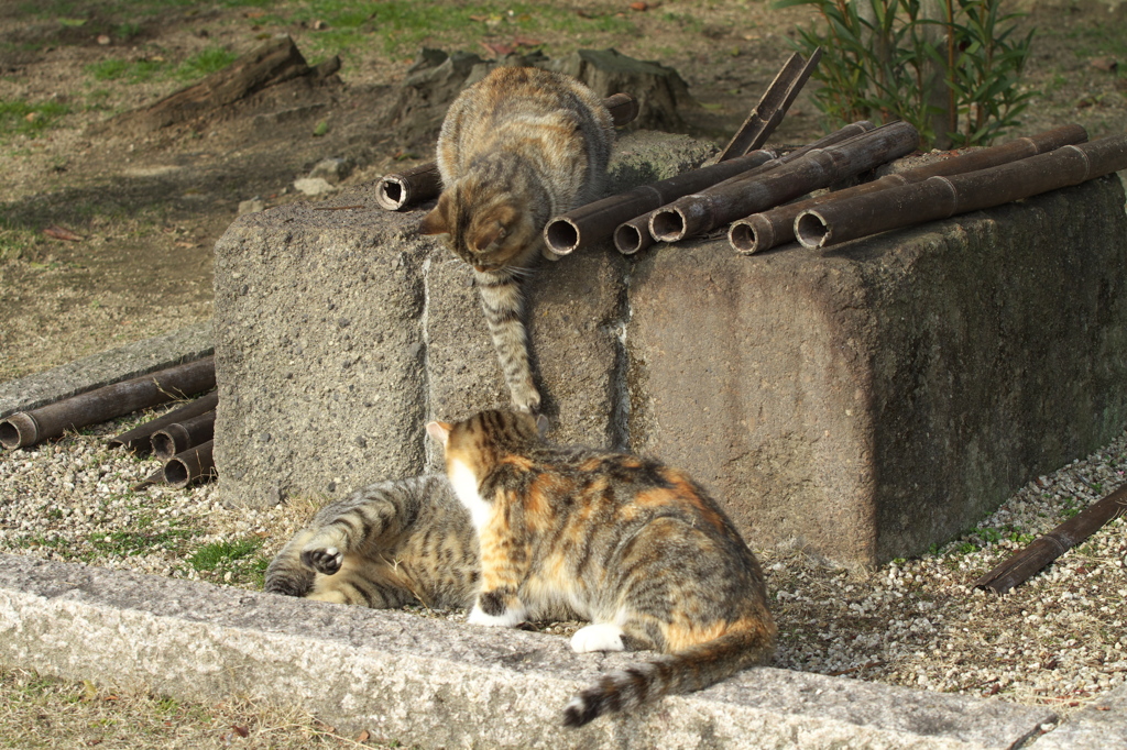 尾道猫63