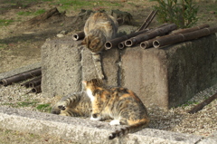尾道猫63