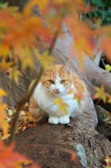 神社猫57