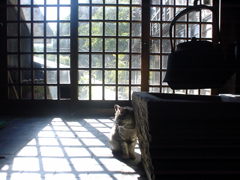 通りすがり猫12