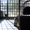 通りすがり猫12