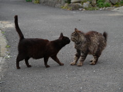 島猫2