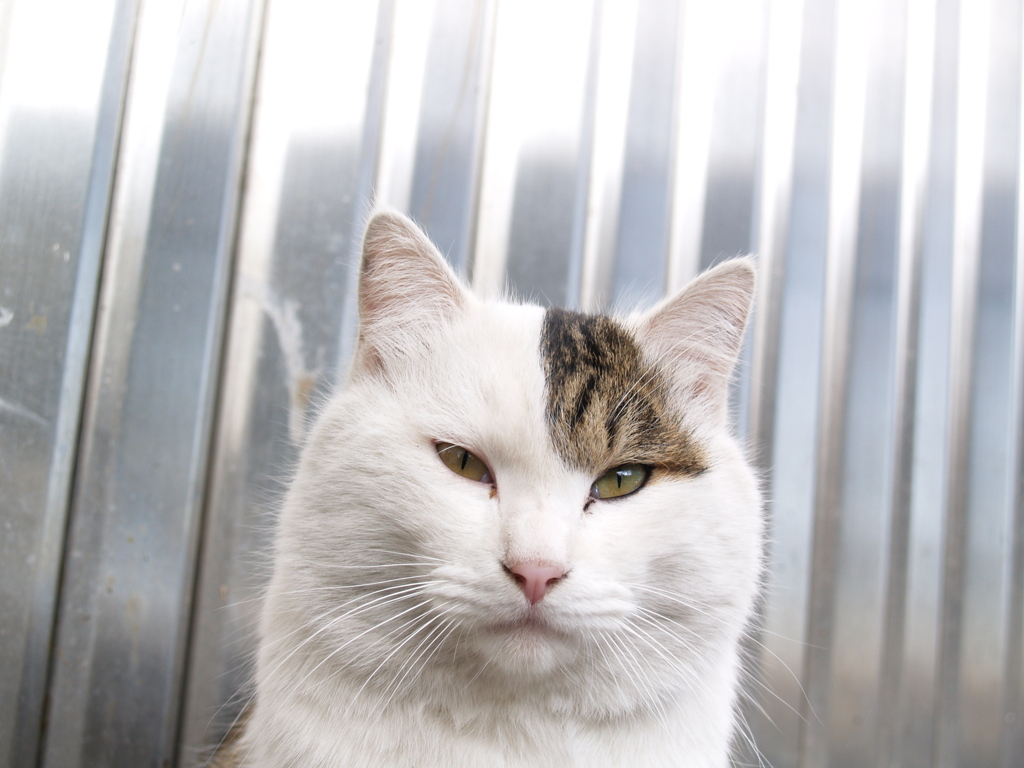 通りすがり猫39