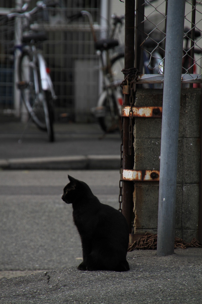 通りすがり猫37