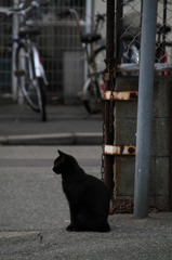 通りすがり猫37