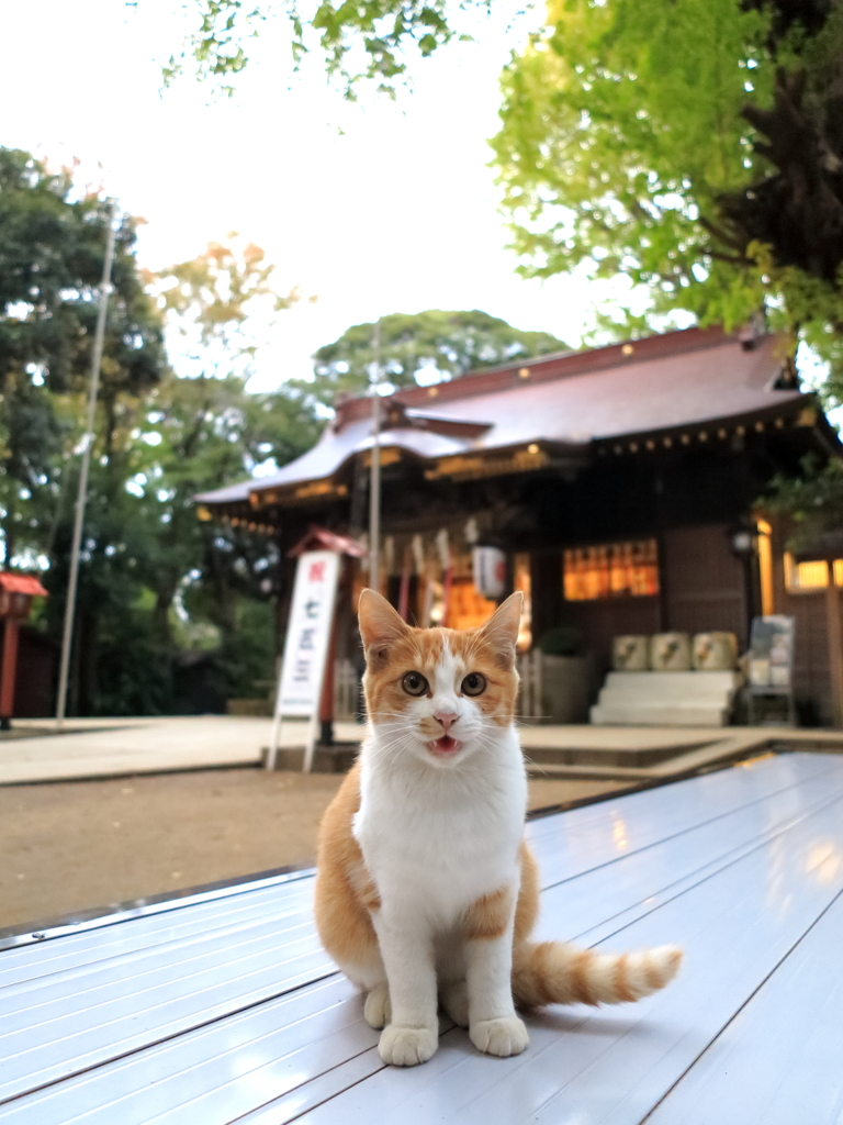 神社猫31