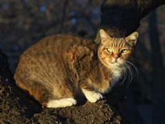公園猫128