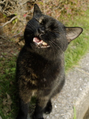 公園猫56